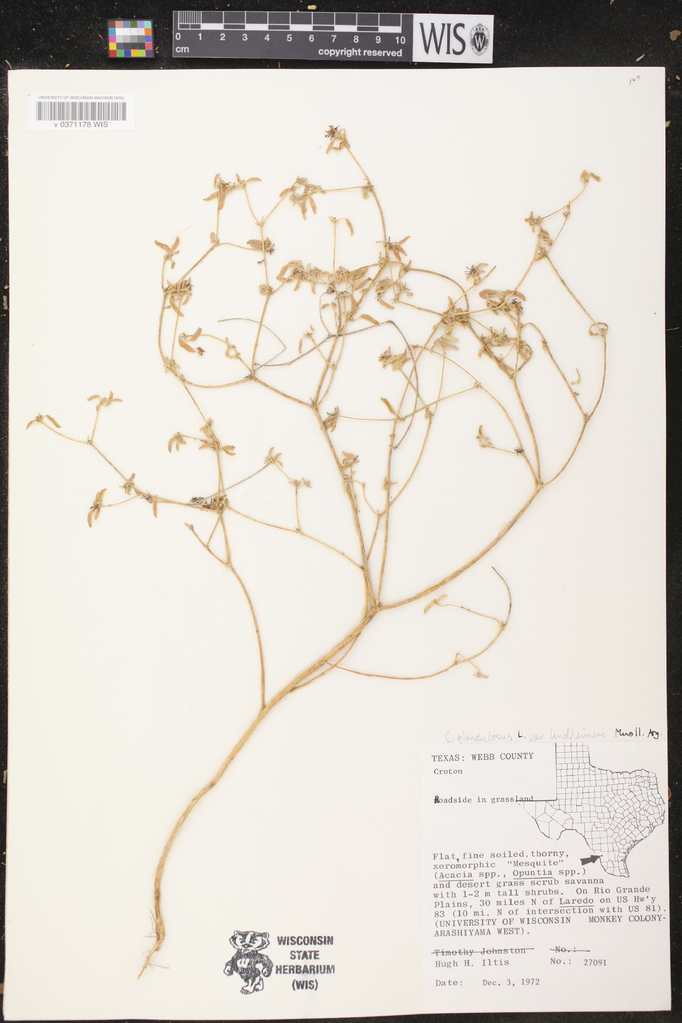 Croton glandulosus var. lindheimeri image