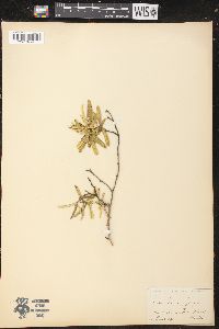 Croton linearis image