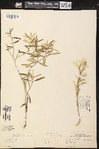 Croton linearis image