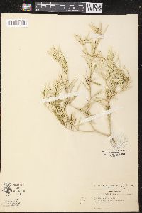 Croton linearis image