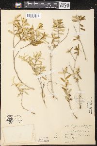 Croton linearis image