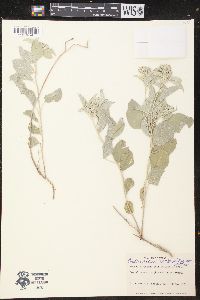Croton pottsii image
