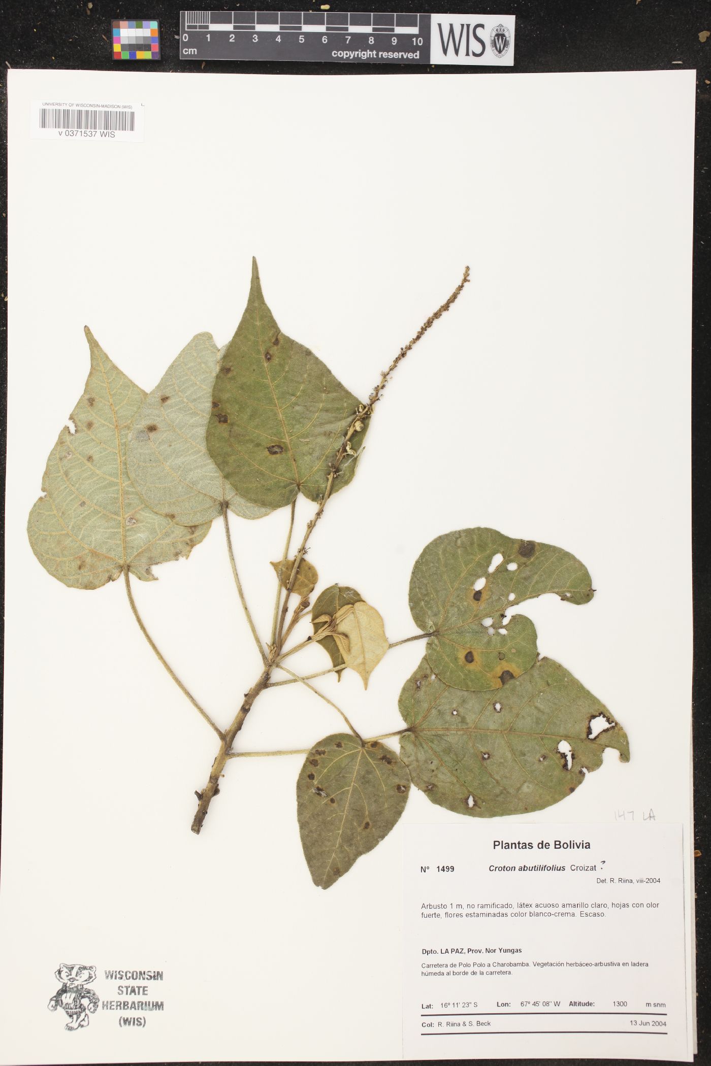 Croton abutilifolius image
