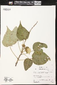 Croton abutilifolius image