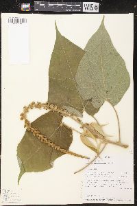 Image of Croton abutiloides
