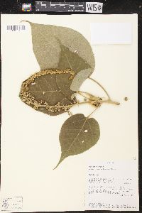 Croton abutiloides image