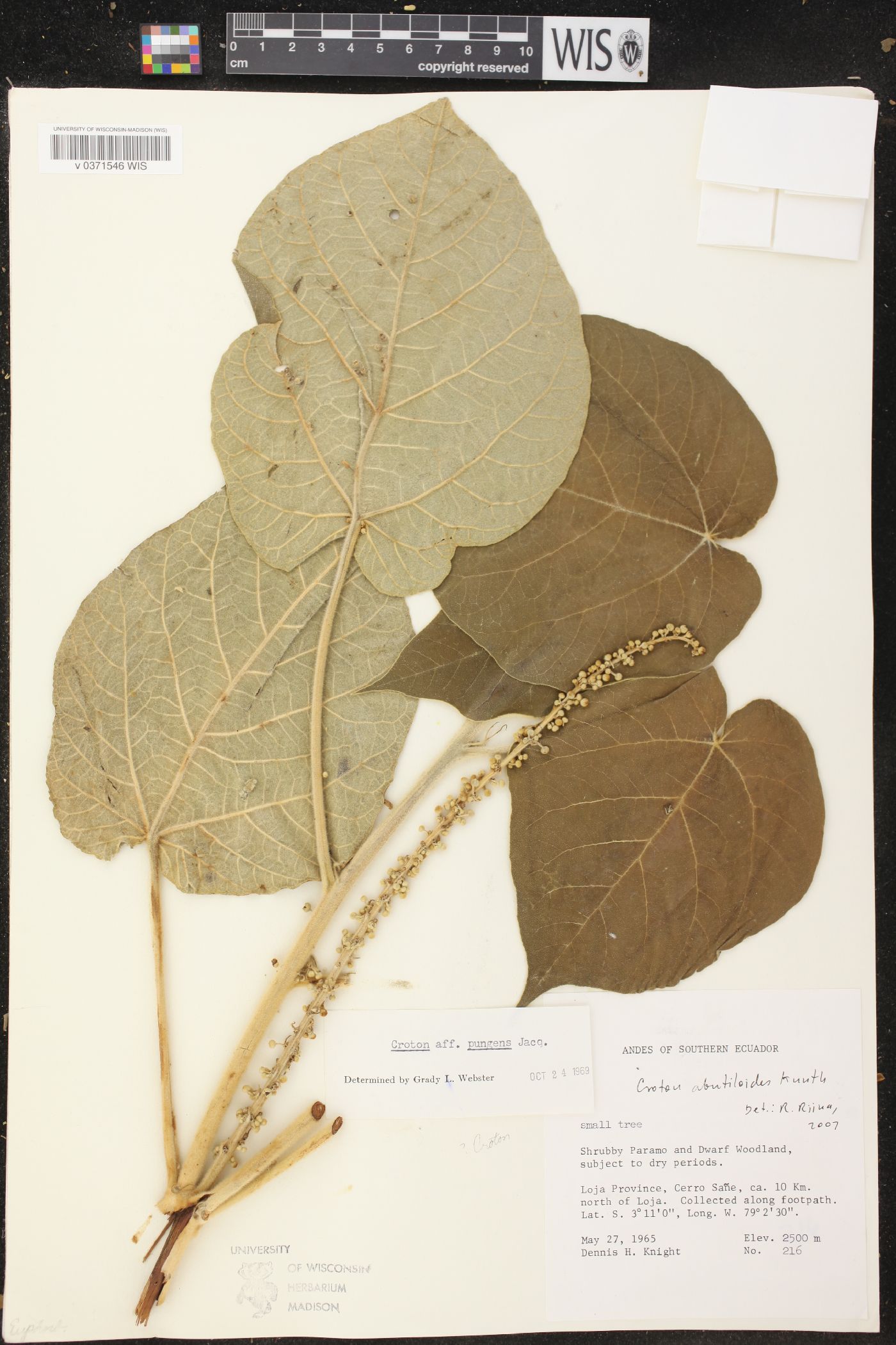Croton abutiloides image