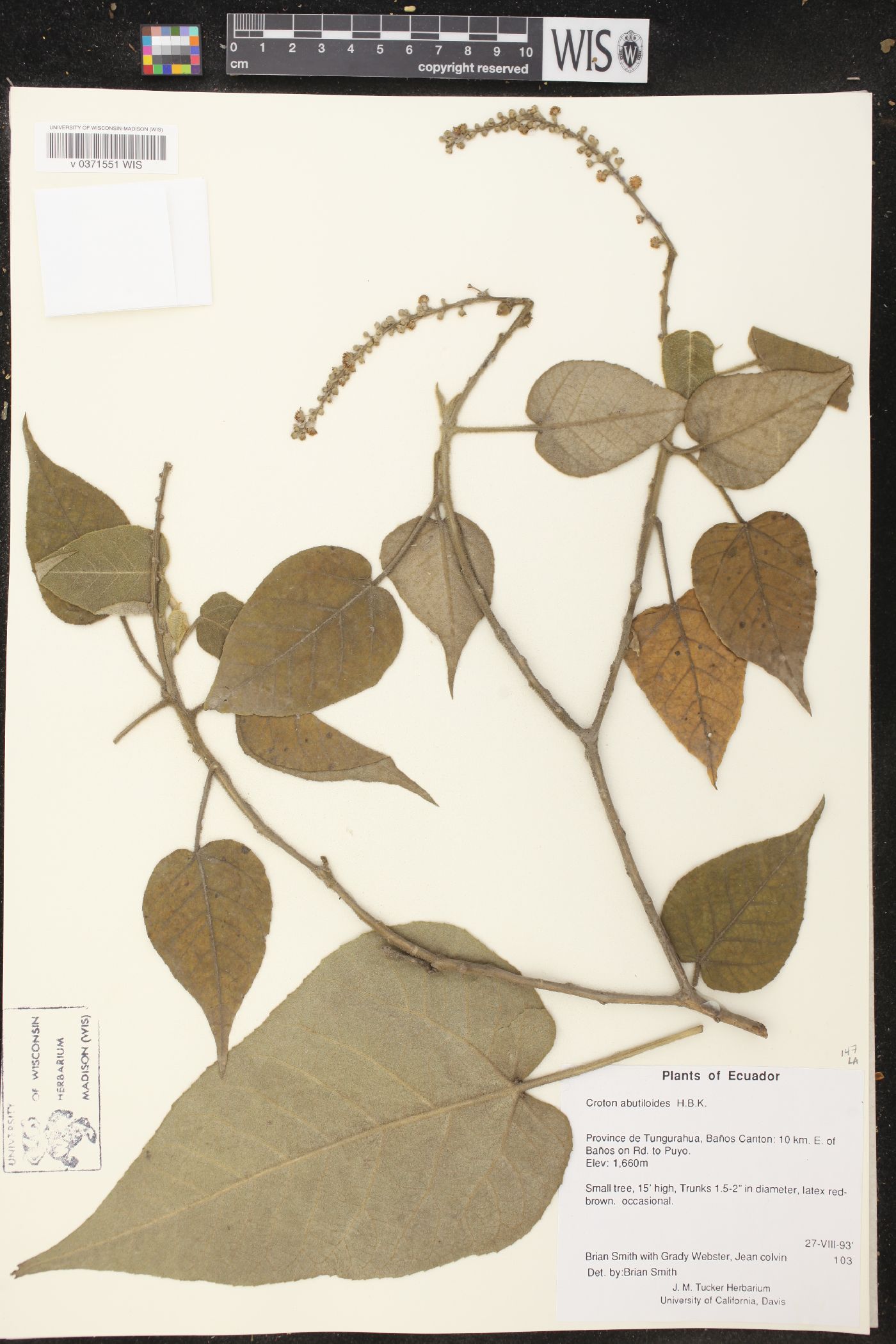 Croton abutiloides image