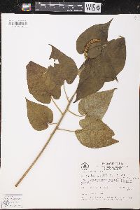 Croton abutiloides image
