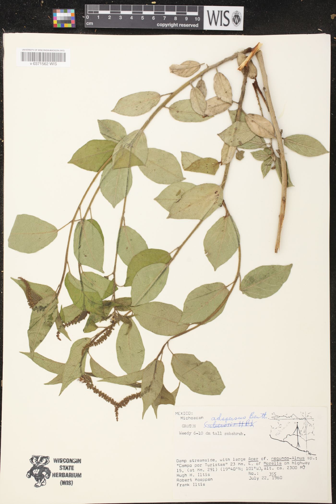 Croton adspersus image