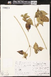 Croton adspersus image