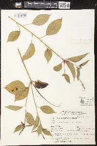 Croton adspersus image