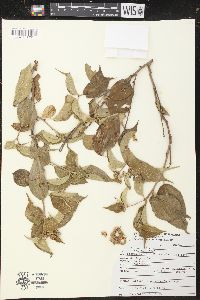 Croton adspersus image