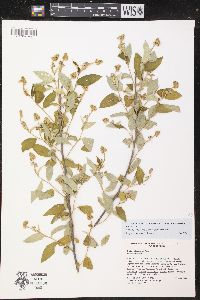 Image of Croton acapulcensis