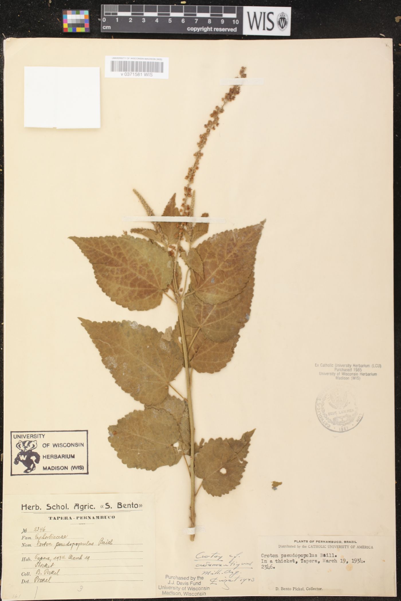 Croton acapulcensis image