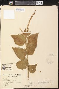 Croton acapulcensis image
