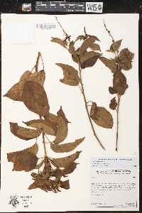 Croton adspersus image