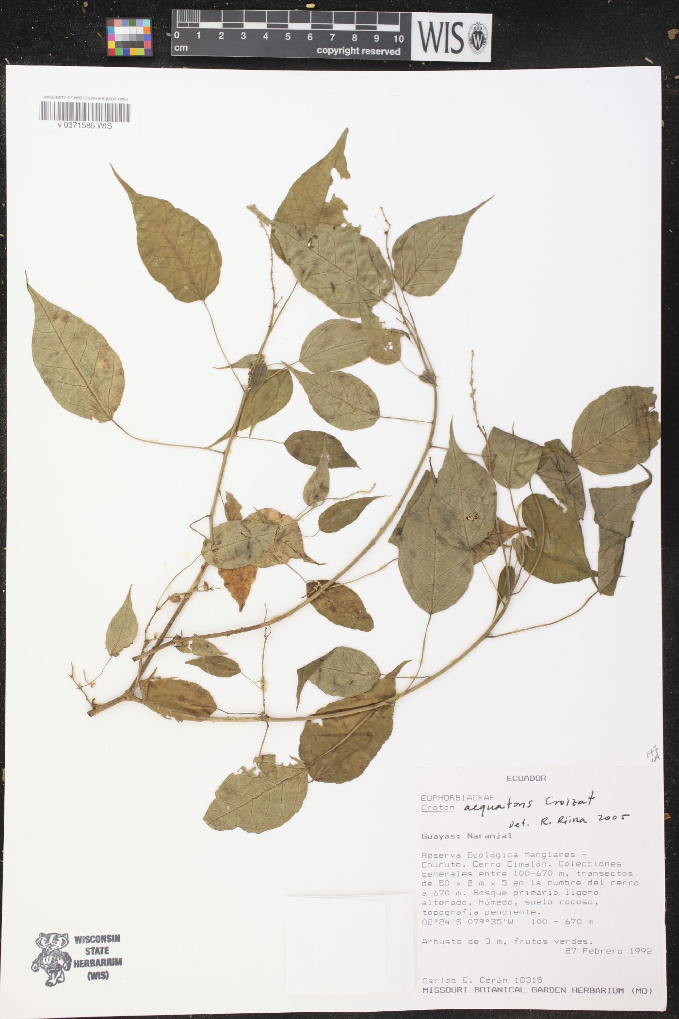 Croton aequatoris image