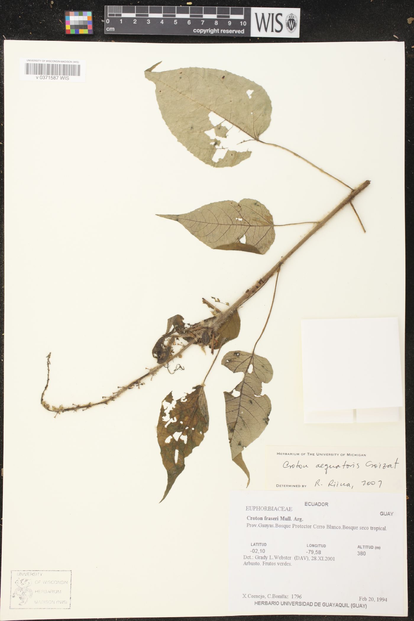 Croton aequatoris image