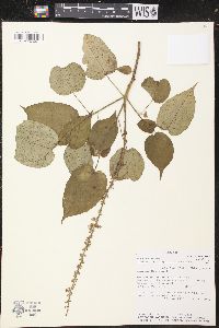Croton aequatoris image