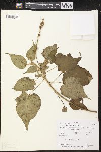 Croton aequatoris image