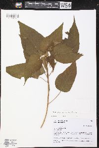 Image of Croton alchorneicarpus