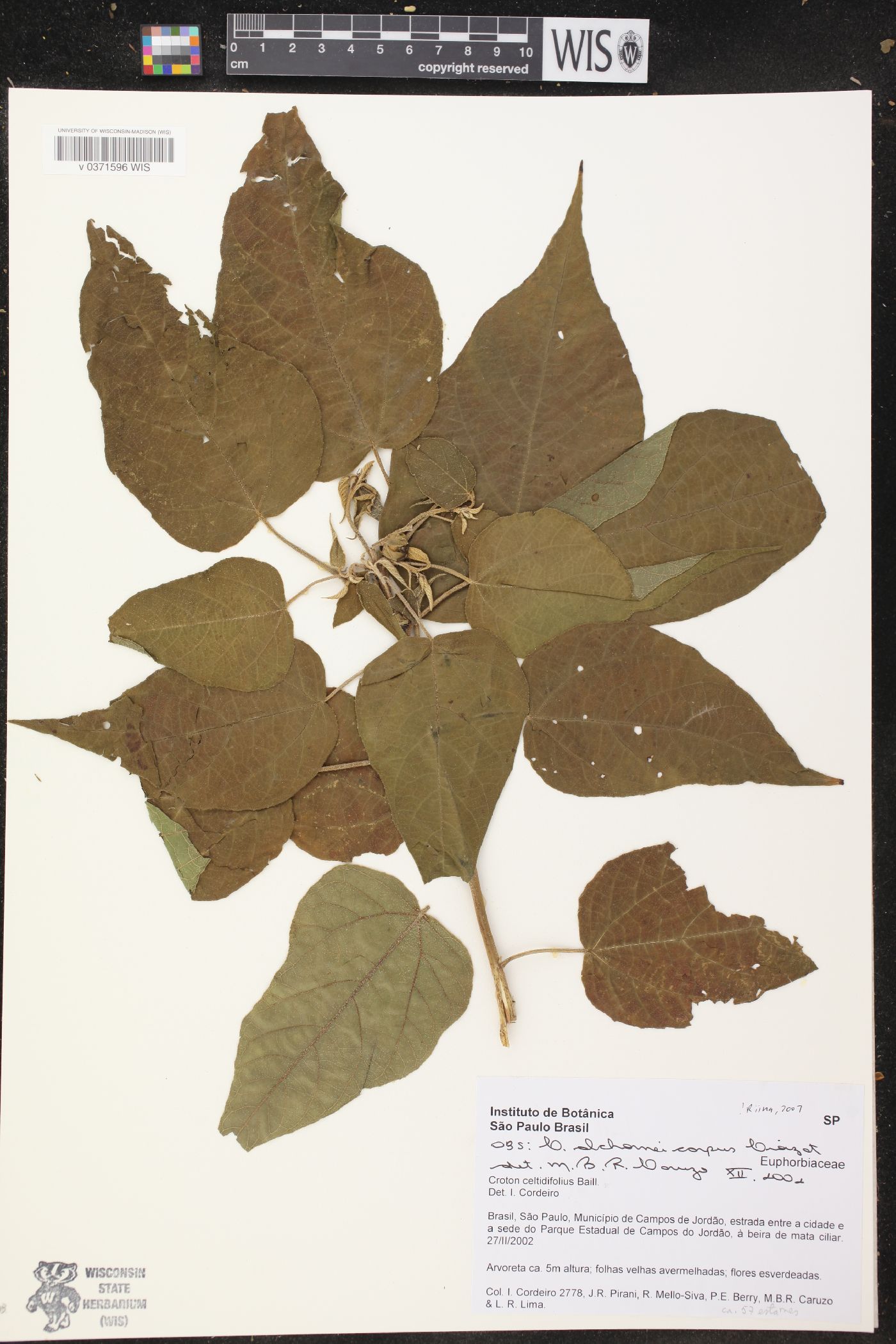 Croton alchorneicarpus image