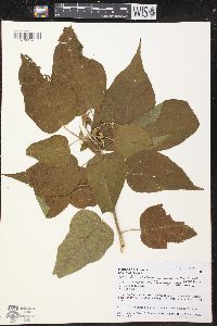 Croton alchorneicarpus image