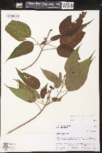 Croton alchorneicarpus image