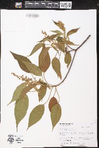 Croton alchorneicarpus image