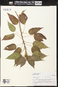 Croton alchorneicarpus image