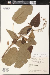 Croton alchorneicarpus image