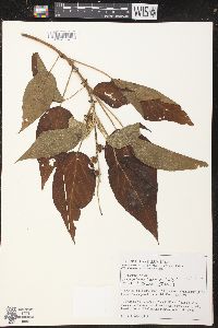 Croton alchorneicarpus image