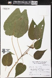 Croton alchorneicarpus image