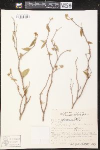 Croton alamosanus image