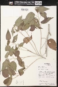Croton ameliae image