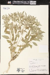 Image of Croton andinus
