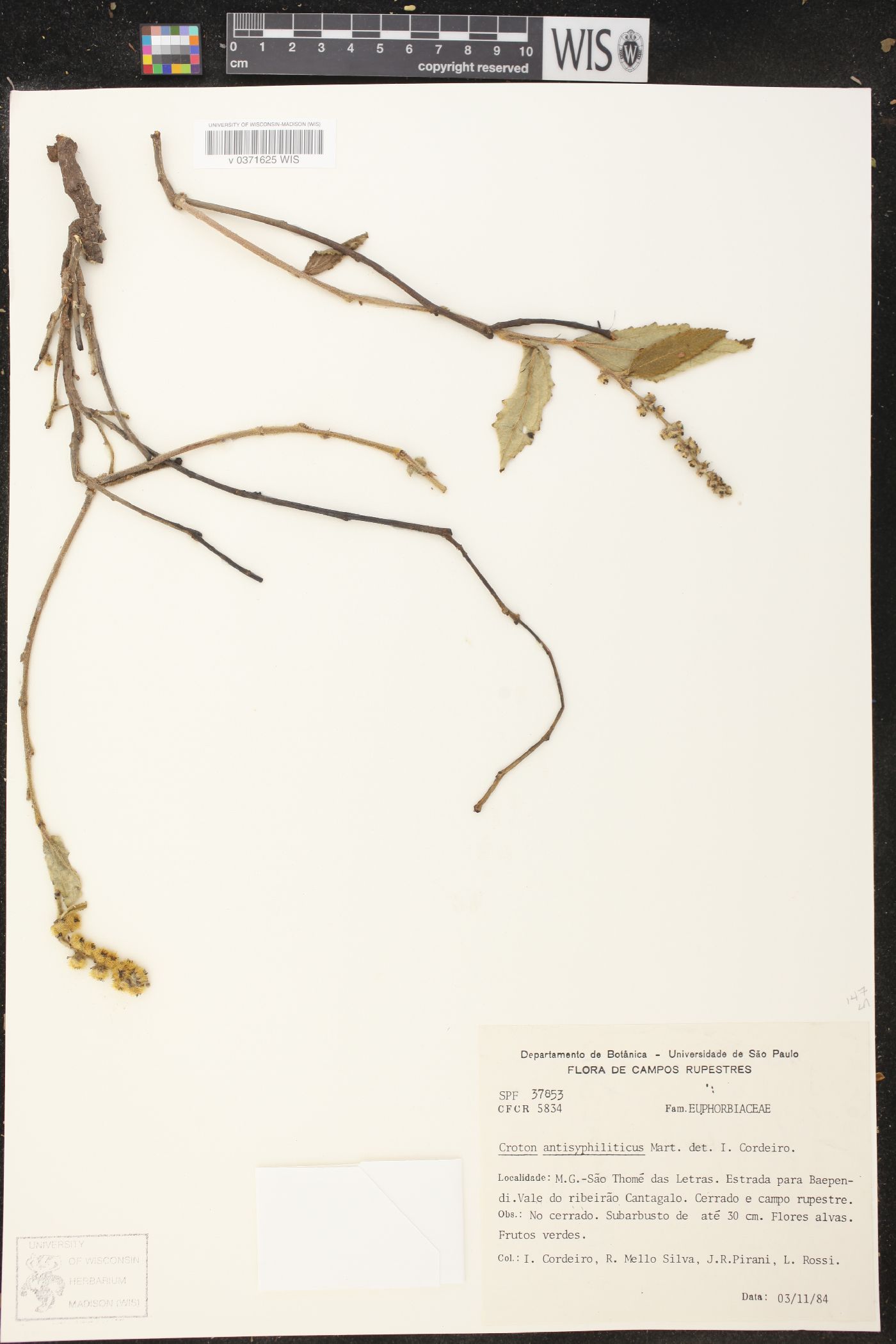 Croton antisyphiliticus image