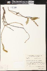 Croton antisyphiliticus image