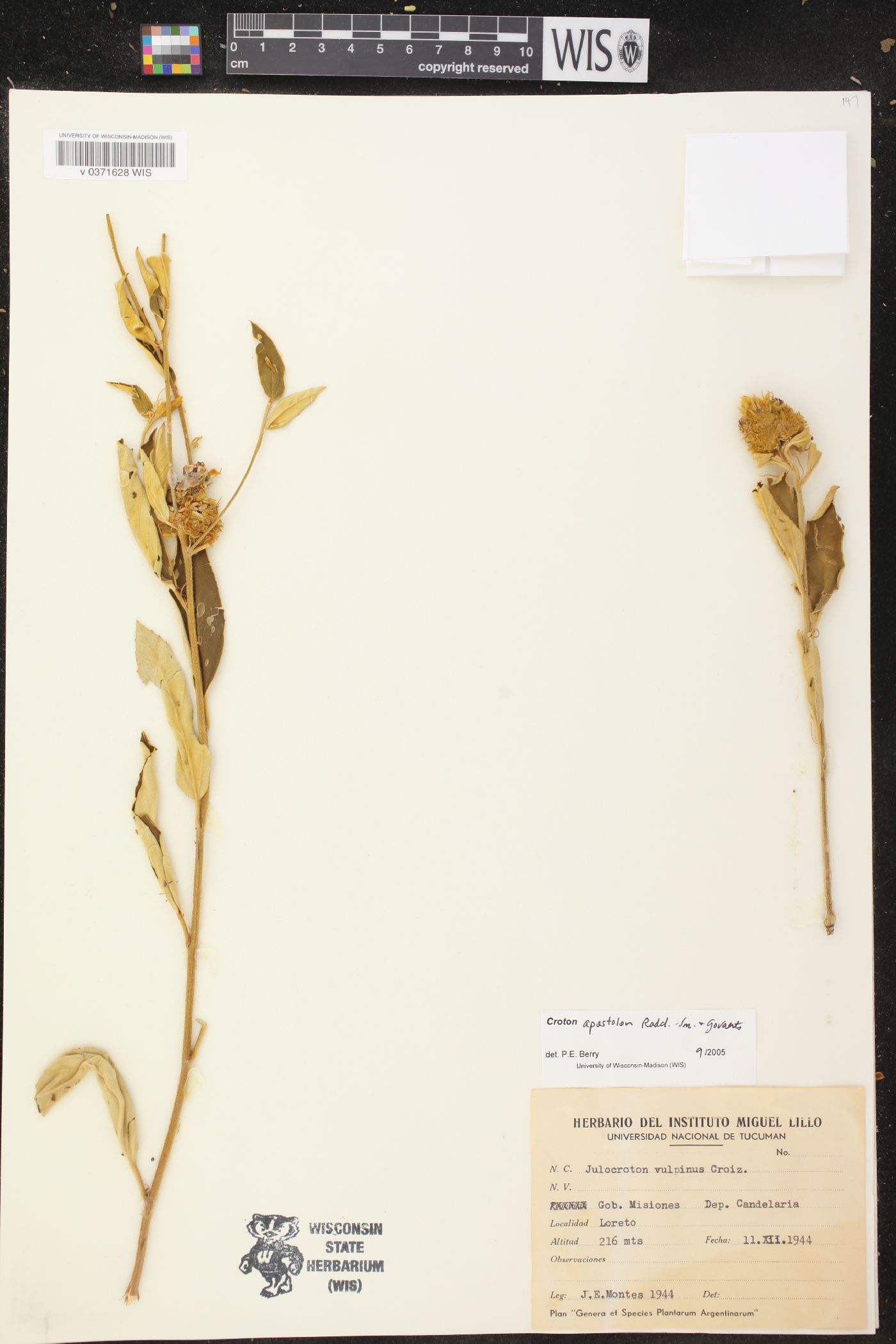 Croton apostolon image