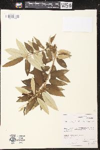 Croton argyrophyllus image