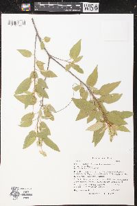 Croton xalapensis image