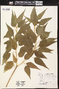 Croton xalapensis image