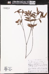 Image of Croton atrorufus