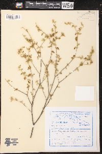 Croton betulinus image