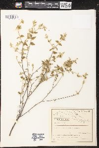 Croton betulinus image