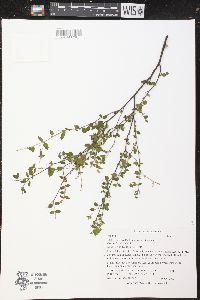Croton betulinus image