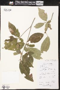 Image of Croton bifurcatus