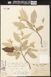 Image of Croton blanchetianus