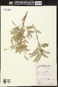Image of Croton bolivarensis